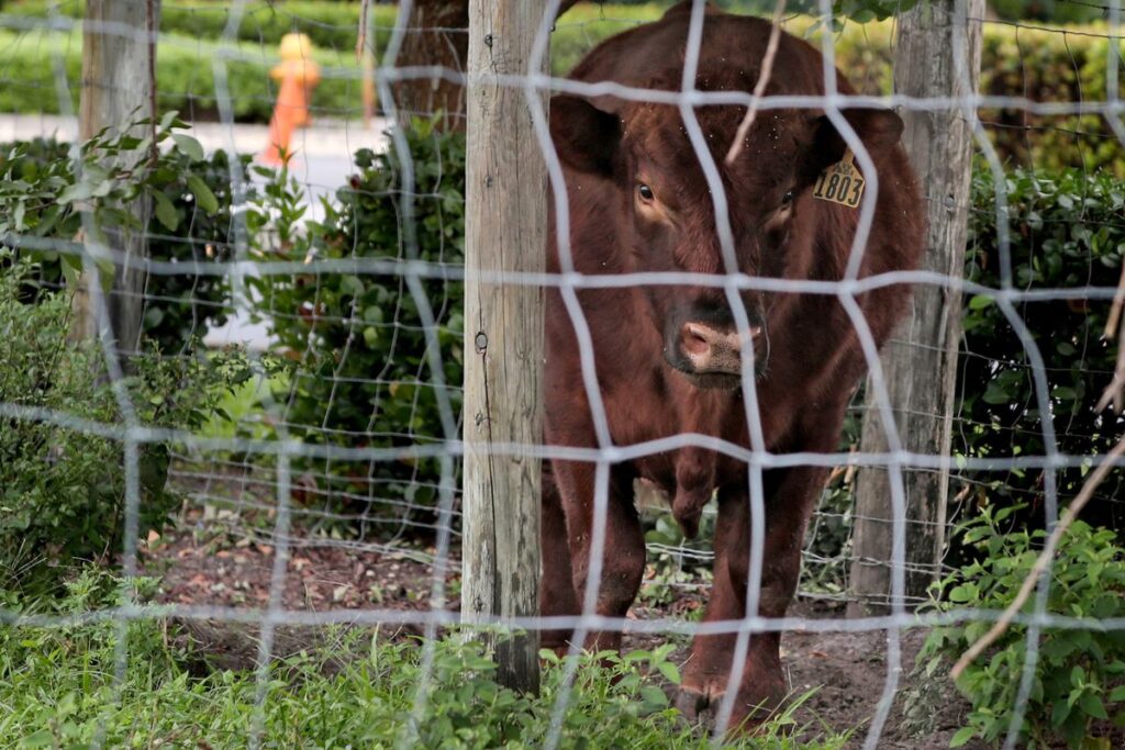 solitary cow grazing