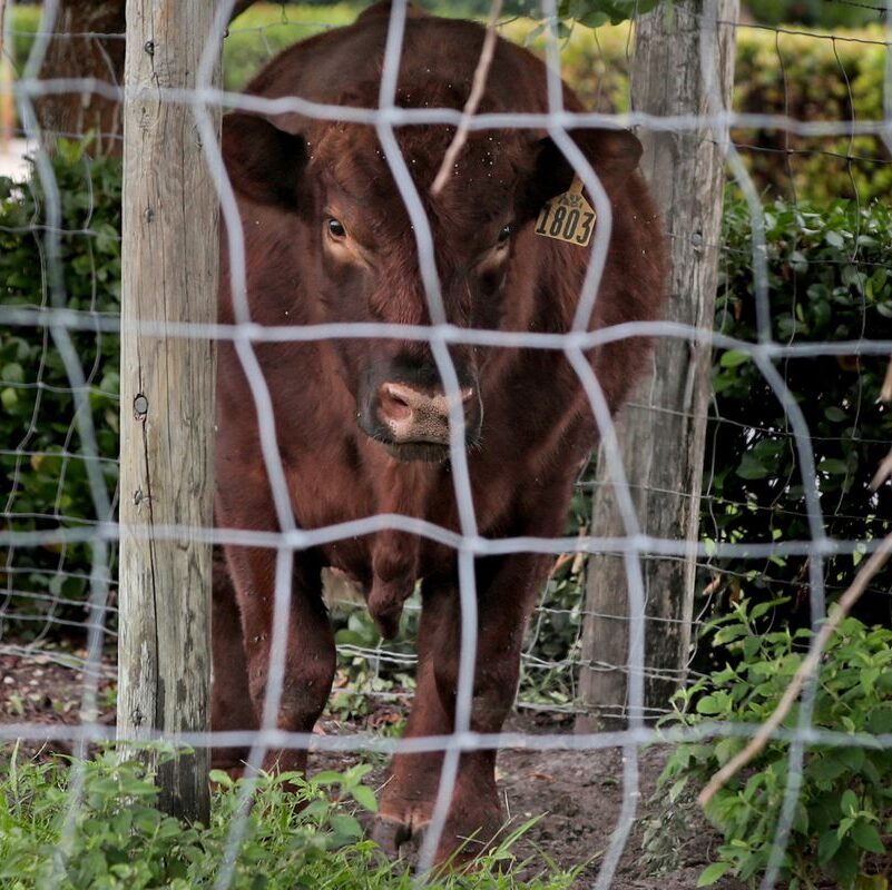 solitary cow grazing