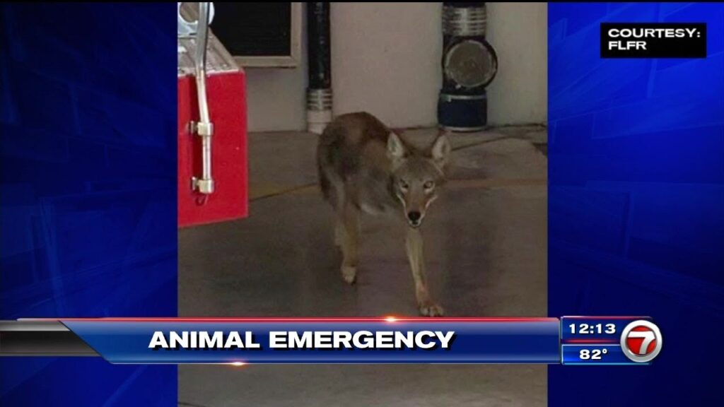 Coyote in Fort Lauderdale