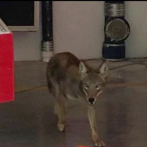 Coyote in Fort Lauderdale