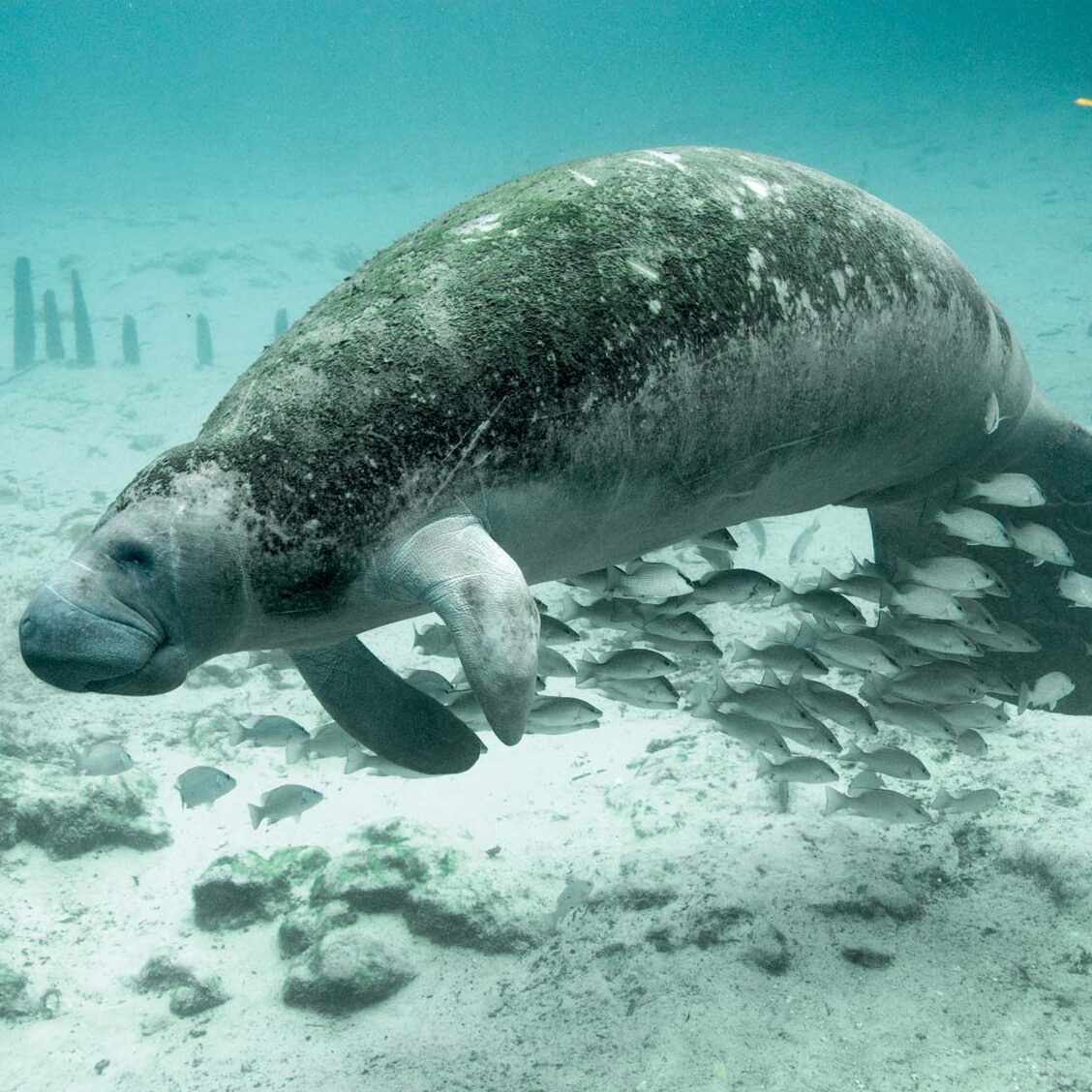 Manatees are dying at an unusually high rate across Florida